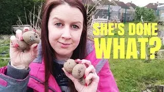 Planting First Early Potatoes In The Allotment Garden And Polytunnel (Am I Stupid?)