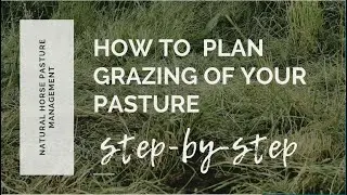 How to plan grazing of your horse pasture step by step