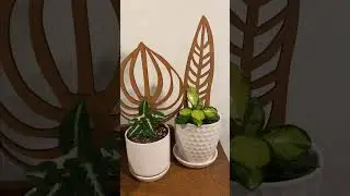Peptrella Trellis and Anthrulla Trellis🪴| Extendable Wooden Plant support🌿| 2022 Indoor Garden🌱|
