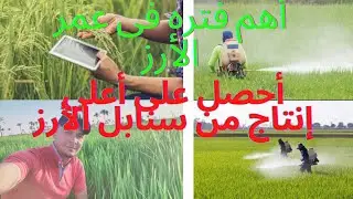 نصائح هامة جدا لمزارعى الأرز أثناء مرحلة طرد السنابل للحصول على أعلى محصول من الحبوب .