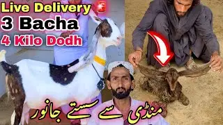 Lal Goat Farm Top Quality Ki Pateri, Kamori & Gulabi Bakriya Le Aya😍| Bacho Wali Bakriyan | Goat 
