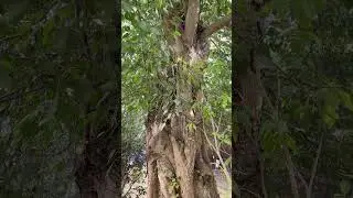 Top ASMR Whispers of Nature with Natural Sounds 🍃 Deep Sleep, Meditation & Focus