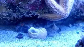 Rock Goby (Gobius paganellus)