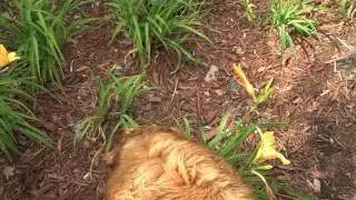 Bentley and Turtle