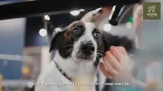 How much sleep does a 1 year old dog need?