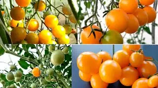 Томат Summer Sun популярный, исключительно сладкий урожайный сорт жёлтых томатов черри