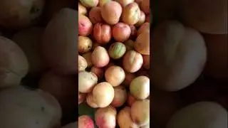 Organic Apricots#ResponsibleFarmer#OrganicFarming#From US to YOU#SHIPPING PAN🇮🇳#MajesticHimalyas