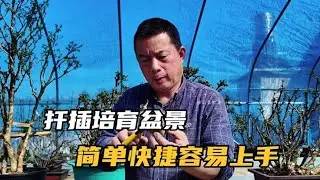 扦插培育盆景简单快捷容易上手 扦插可以充分利用己经基本有型的枝干，比较快的培育出盆景，扦插的树种很广泛，只要基本了解树的基本特性，掌握一些裁桩、扦插后的管理，就很容易获取满意的素材。