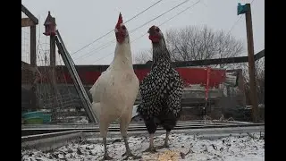 Raising Urban Chickens In Wisconsin