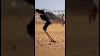 Secretary Bird Dominates Cobra 😆