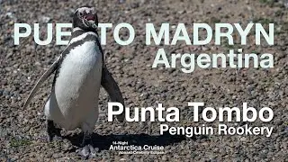 The Largest Colony of Magellanic Penguins! Puerto Madryn, Argentina. 14-Night Antarctica Cruise!