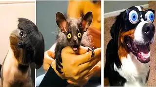 These Animals Are NOT Ready For Their Own Moments 😂 #funnyanimals #trynottolaugh