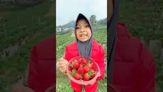 Petik buah strawberry Korea buahnya besar,asli seru banget #pancasakatv #strawberry #vlog #shots