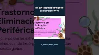 Por qu&eacute; las patas de tu perro son un tercer ri&ntilde;&oacute;n #perros #vet