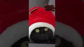 Kitten Just Looks Cute For Christmas 🎄🐈&zwj;⬛ #christmascat #christmascats  #cutecat #😻 #smilecat