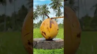 Bangladeshi King Coconut