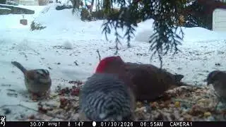 Red Bellied Woodpecker, Mourning Dove and Sparrows Feeding in the Snow