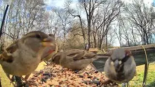 Quite a few birds eating together ASMR 