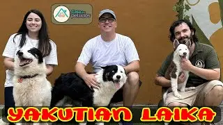 YAKUTIAN LAIKA: A RARA RAÇA DO GELO! Conheça Tudo com a Criadora do Canil Star of Snow!