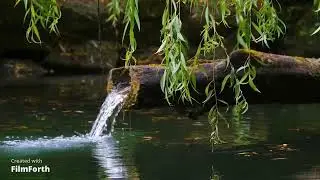 Linga o salcie inalta