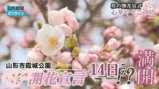 桜の開花宣言、心華やぐこの時　山形市・霞城公園