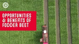 Fodder Beet Opportunities & Benefits | High energy | Home-grown forage