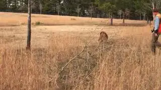 Louter Creek Hunting Poodles 