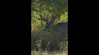 THIS BUCK IS A GIANT! #shorts #buck #giant