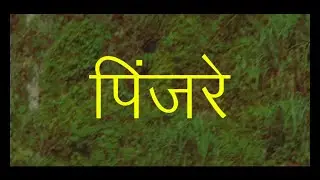 Jadugar Tapes x Natiq x Andheri ka Kubrick - PINJRA
