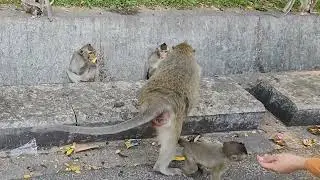 Nature&rsquo;s Dynamic Duo: The Amazing Tale of a Monkey and a Goat