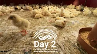 🔥#Day2💥 Broiler Chick Care | Starting Poultry Farming🐥