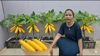 The Secret to Growing Vibrant Golden Zucchini at Home