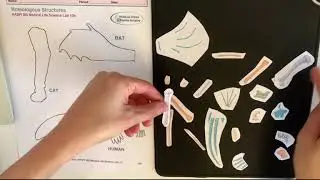 HASPI Life Science Lab 10b - Homologous Structures