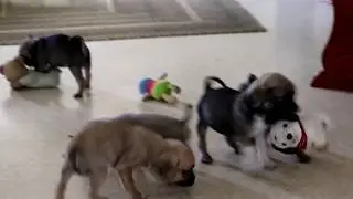Puggle Puppies for Sale