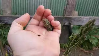 Asparagus Beetle highlight + small garden tour (crioceris asparagi)