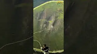 ​Massive Netfish  Arapaima Catch! 🐟#fishing #amazing #giantfish #arapaima #monsterfish  #shorts
