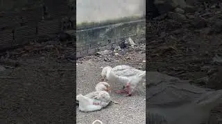 Amazing lion geese 🪿 #whitegoose #duck #animals #birds #goose #funny #domesticgoose