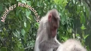 Monkey making relationship to each other