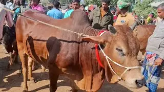 আজ ১৪/১২/২৫ | মুন্সিগঞ্জ ও বি-বাড়ীয়ার খামারী কেমন দামে খামার উপযোগী শাহিওয়াল ষাঁড় কিনছেন | কাহারোল 