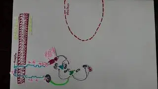 FGF signaling pathway