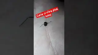 Messor barbarus #fourmis #dead #messor #linkofourmis #ant