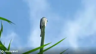 Gray Kingbird sound.  #Bird #birdwatching