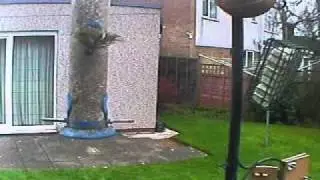 Siskin - A GardenTwitter first!