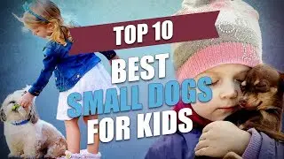 Top 10 Best Small Dogs for Kids