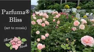 🌹Parfuma Bliss 4k (set to music) (Fairytale Magic)/ Prolific blooms in zone 8a