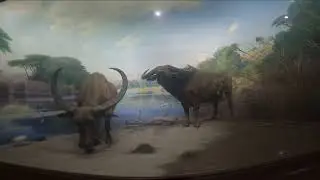 NEW YORK CITY, HUMAN SPECIES INCLUDING HOMOSAPIENCE DEVELOPMENT, AT THE MUSEUM OF NATURAL HISTORY