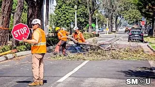 𝗧𝗥𝗘𝗘 𝗧𝗔𝗞𝗘𝗗𝗢𝗪𝗡: Crews Remove Red Ironbark Eucalyptus in California Avenue Street Upgrade