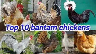 Top 10 bantam chickens | bantam | bantam chickens | Serama bantam | bantams | Rosecomb bantam