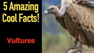 5 Fascinating Facts About Vultures