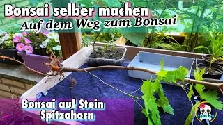 Bonsai selber machen | Ahorn Bonsai | Bonsai Baum - Ahornbaum / Bonsai auf Stein